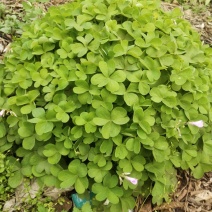 红花酢浆草