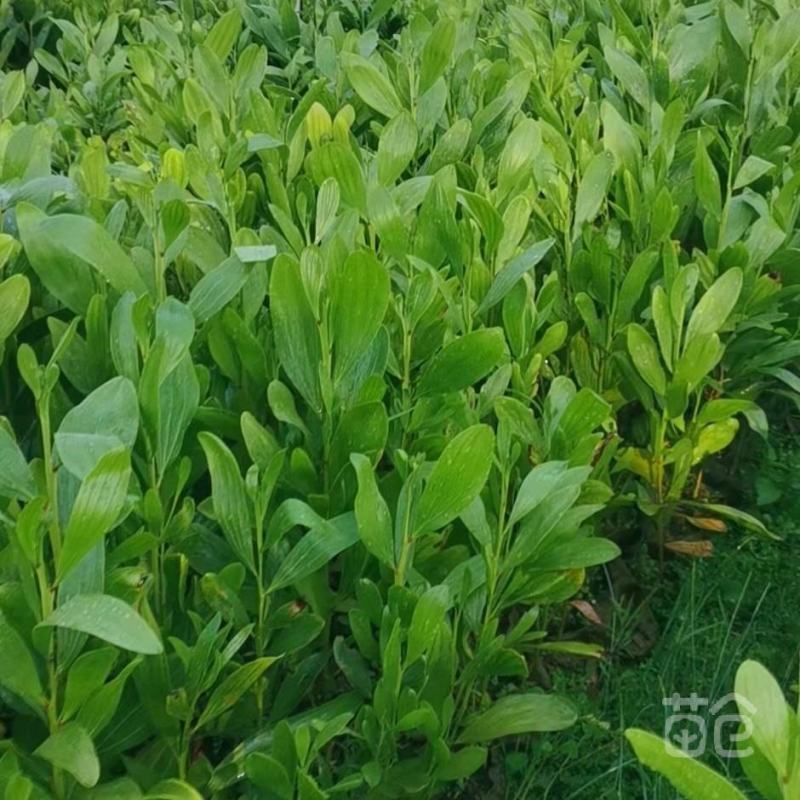 马占相思