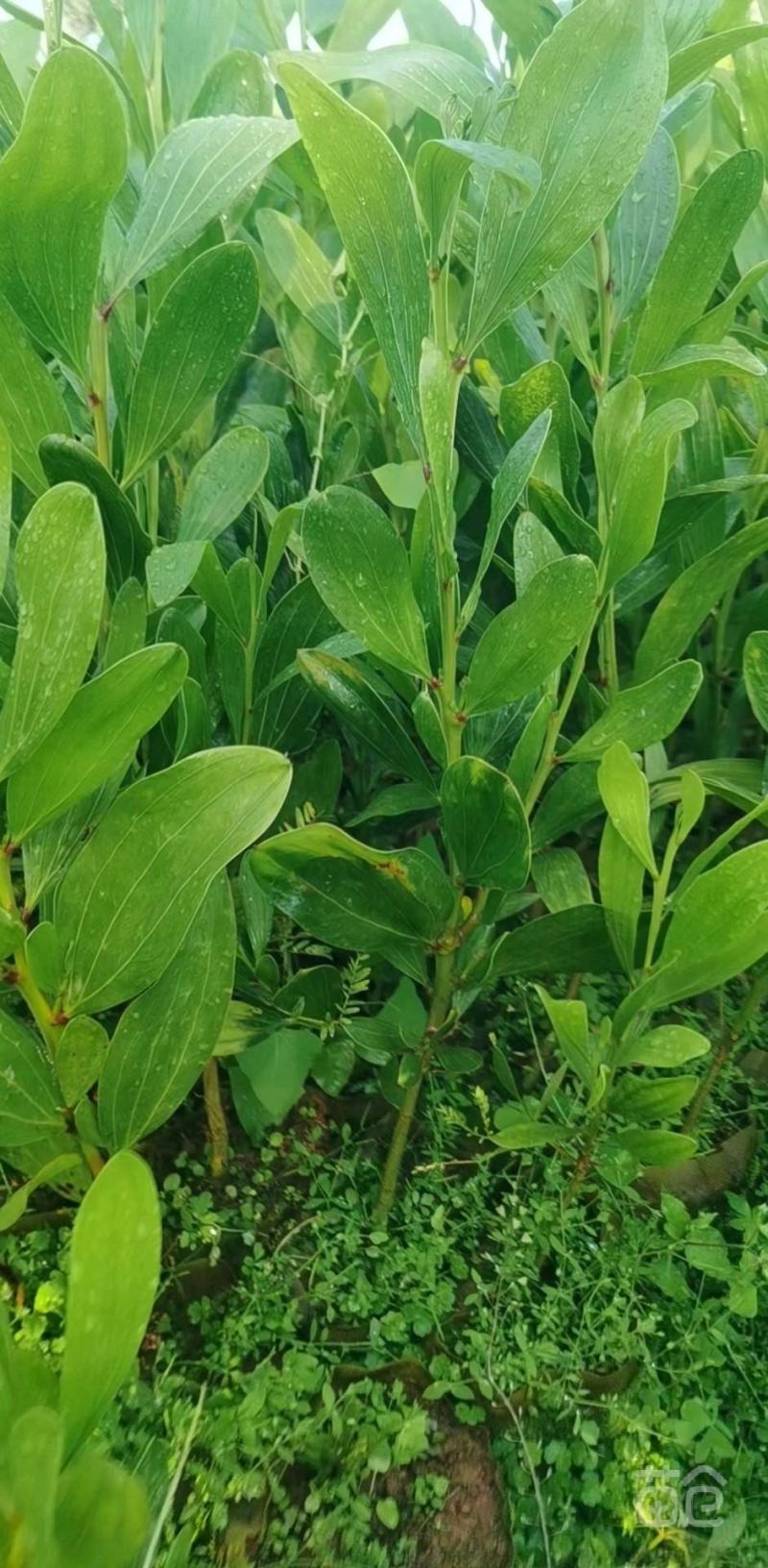 马占相思