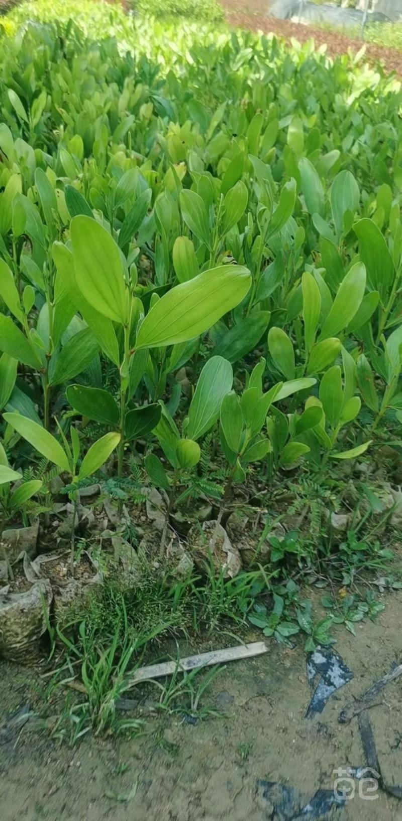马占相思
