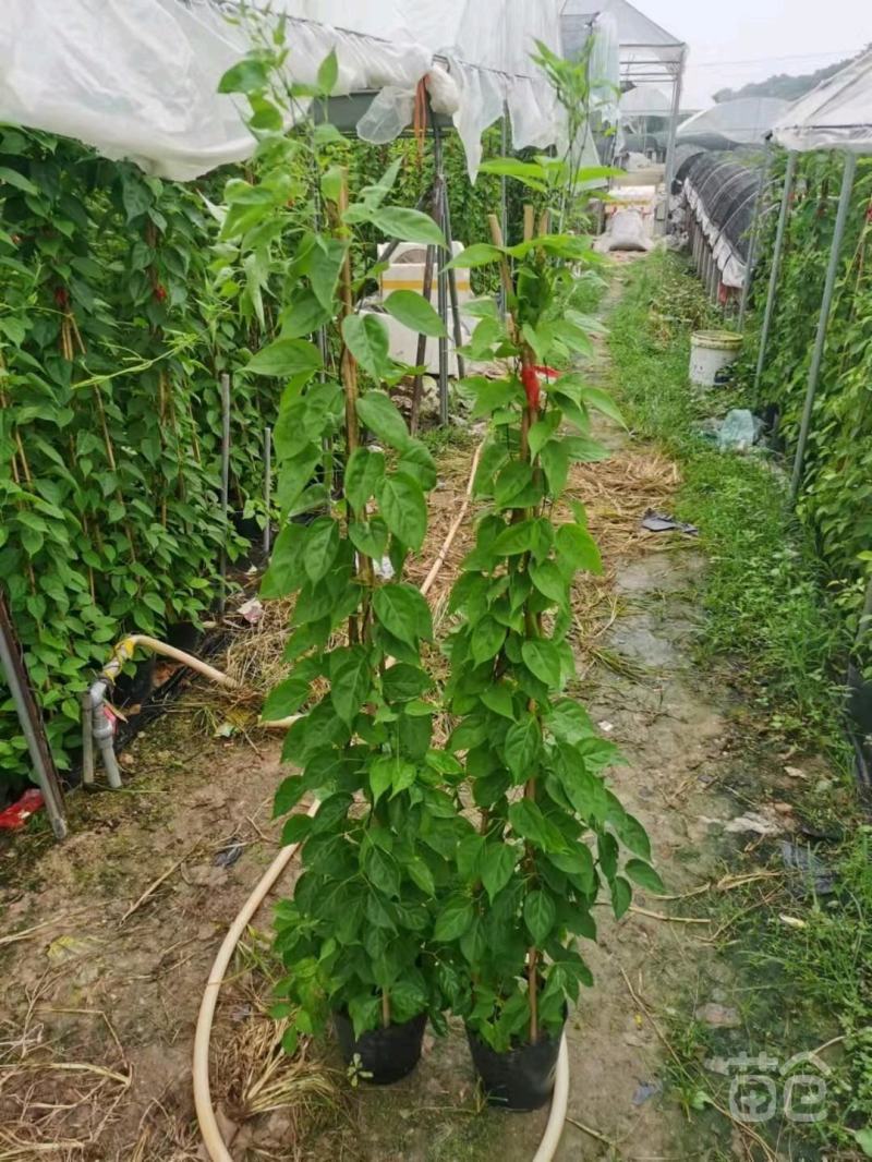 炮仗花