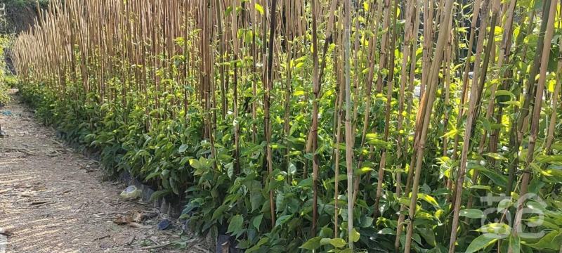 炮仗花