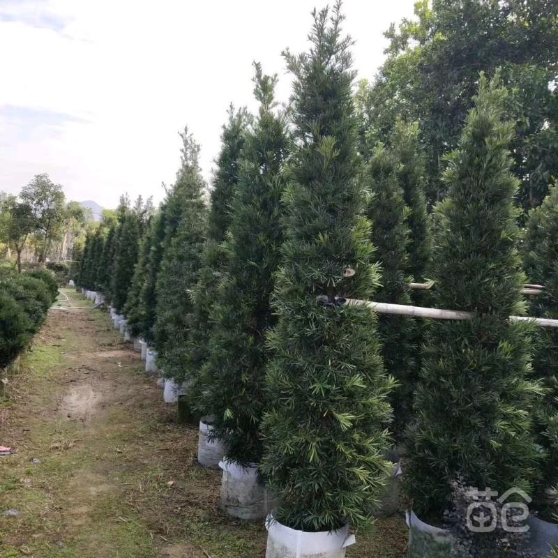 罗汉松