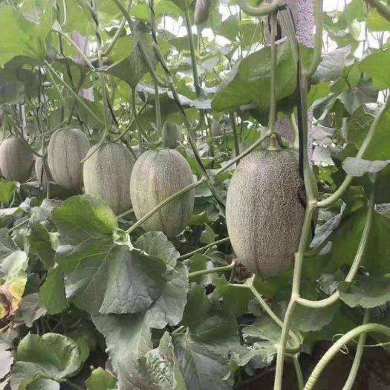 【推荐】哈密瓜山东省菏泽市单县李新庄镇哈密瓜