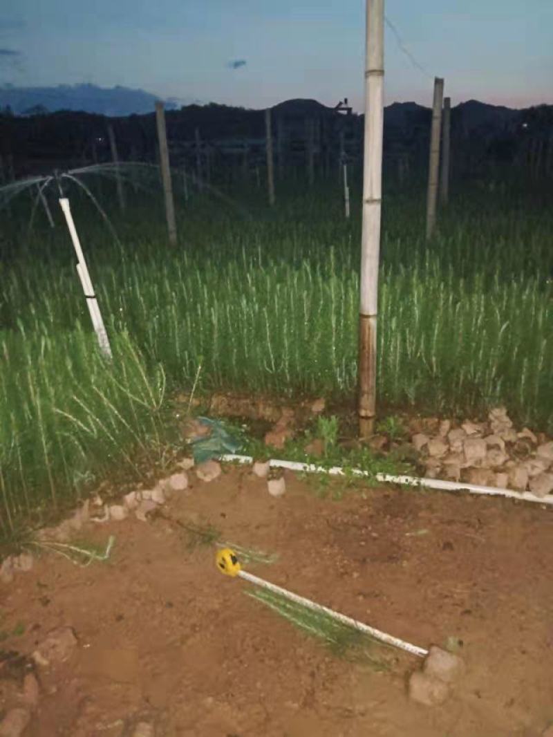湿地松苗杯苗，成活率高，根系好，一年生松树杯苗