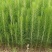 湿地松苗杯苗，成活率高，根系好，一年生松树杯苗
