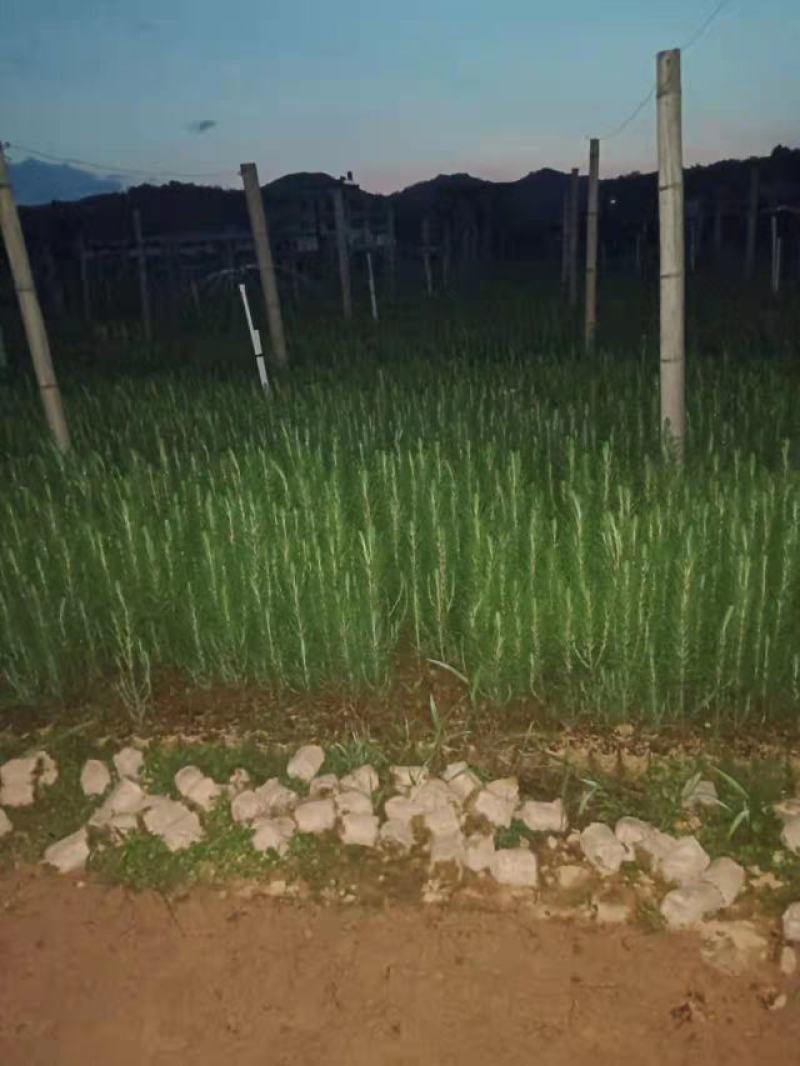 湿地松苗杯苗，成活率高，根系好，一年生松树杯苗