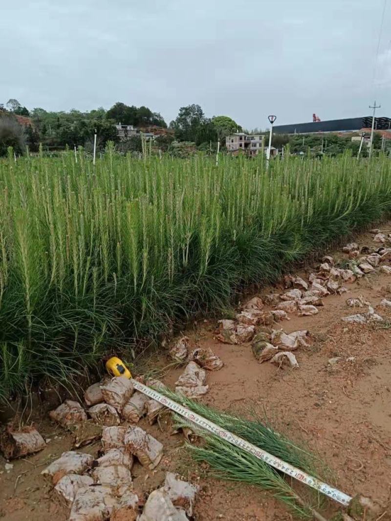 湿地松苗杯苗，成活率高，根系好，一年生松树杯苗