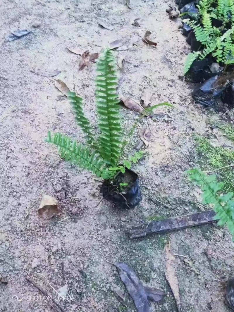 肾蕨(排骨草)可用于各种石缝边种植，有复古的特色效果。