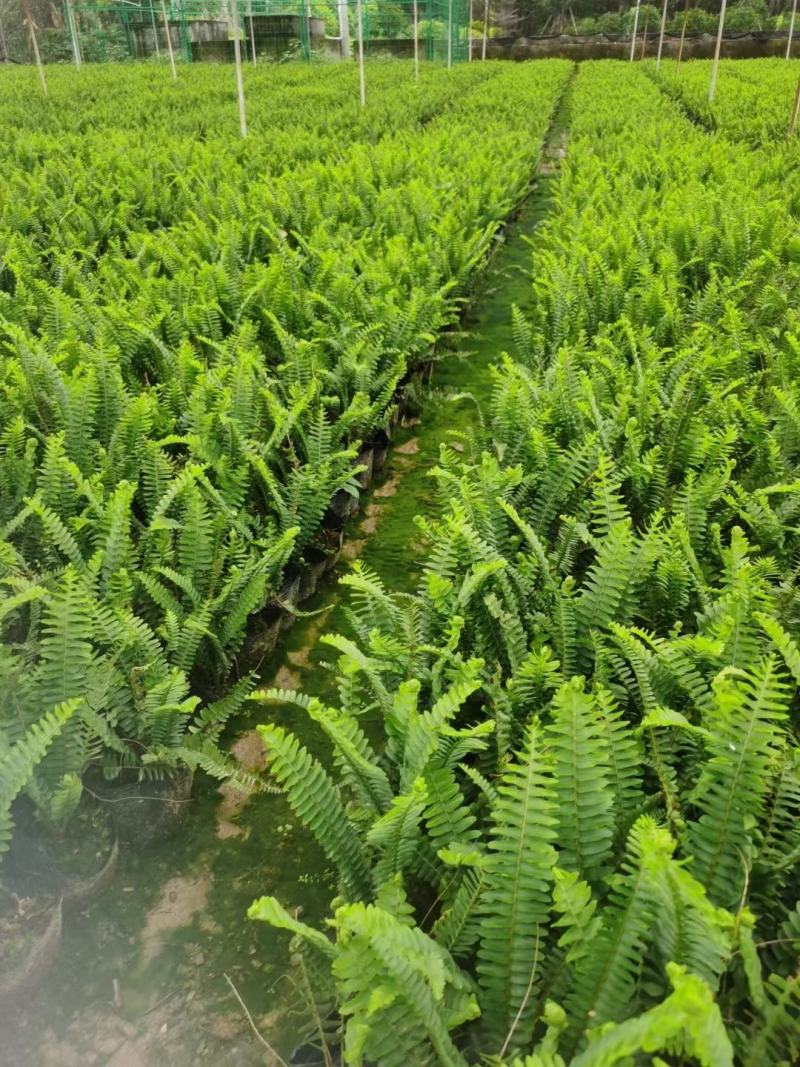 肾蕨(排骨草)可用于各种石缝边种植，有复古的特色效果。