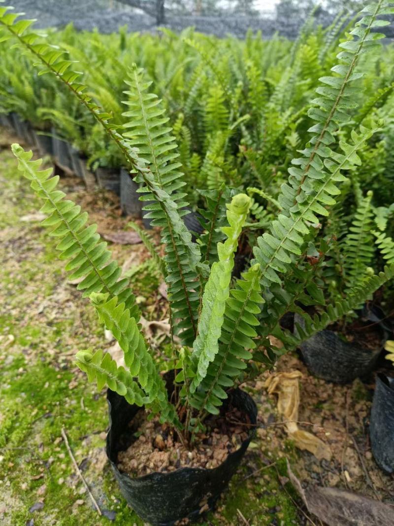 肾蕨(排骨草)可用于各种石缝边种植，有复古的特色效果。