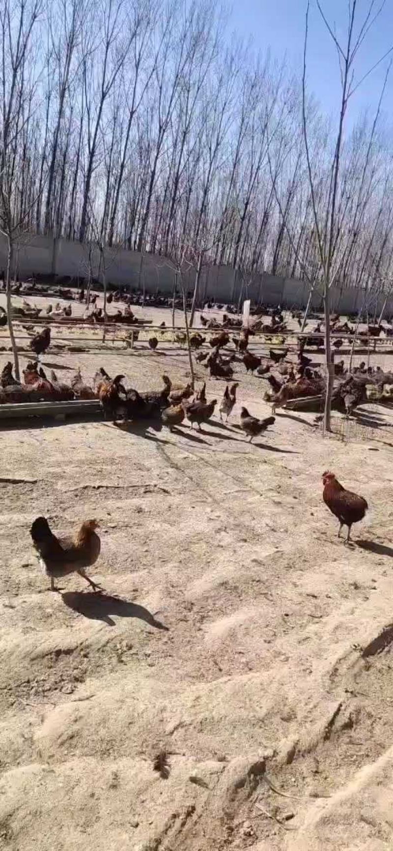 大量出售笨鸡蛋，基地直供，一手货源，常年供货，欢迎选购