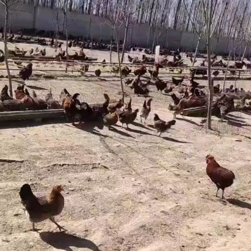 大量出售笨鸡蛋，基地直供，一手货源，常年供货，欢迎选购