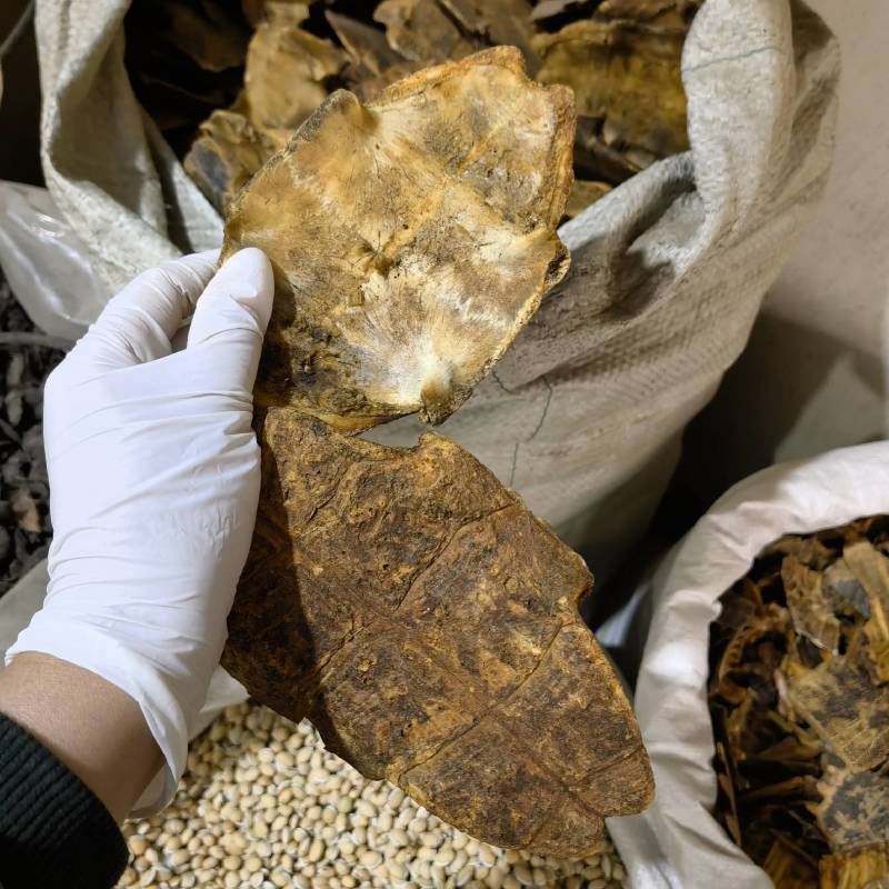 炒莱菔物美价廉重在品质欢迎选购当天发货一手货源