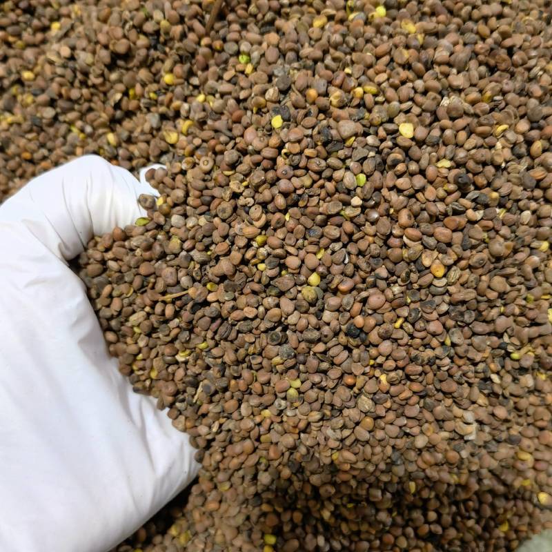 炒莱菔物美价廉重在品质欢迎选购当天发货一手货源