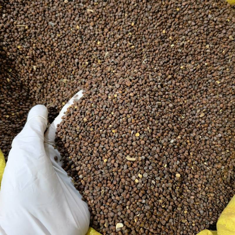 炒莱菔物美价廉重在品质欢迎选购当天发货一手货源