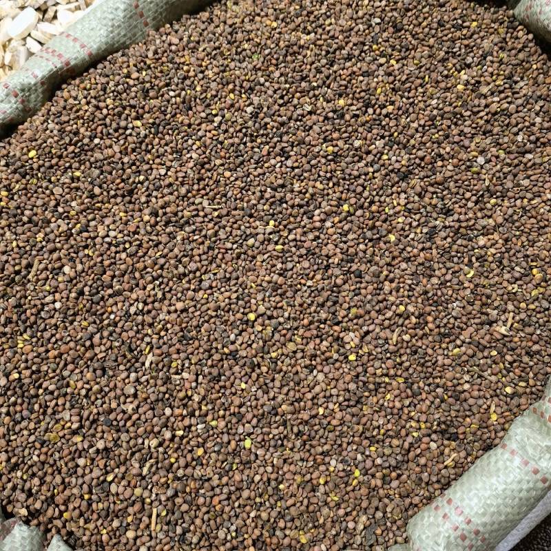 炒莱菔物美价廉重在品质欢迎选购当天发货一手货源