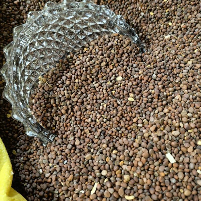 炒莱菔物美价廉重在品质欢迎选购当天发货一手货源