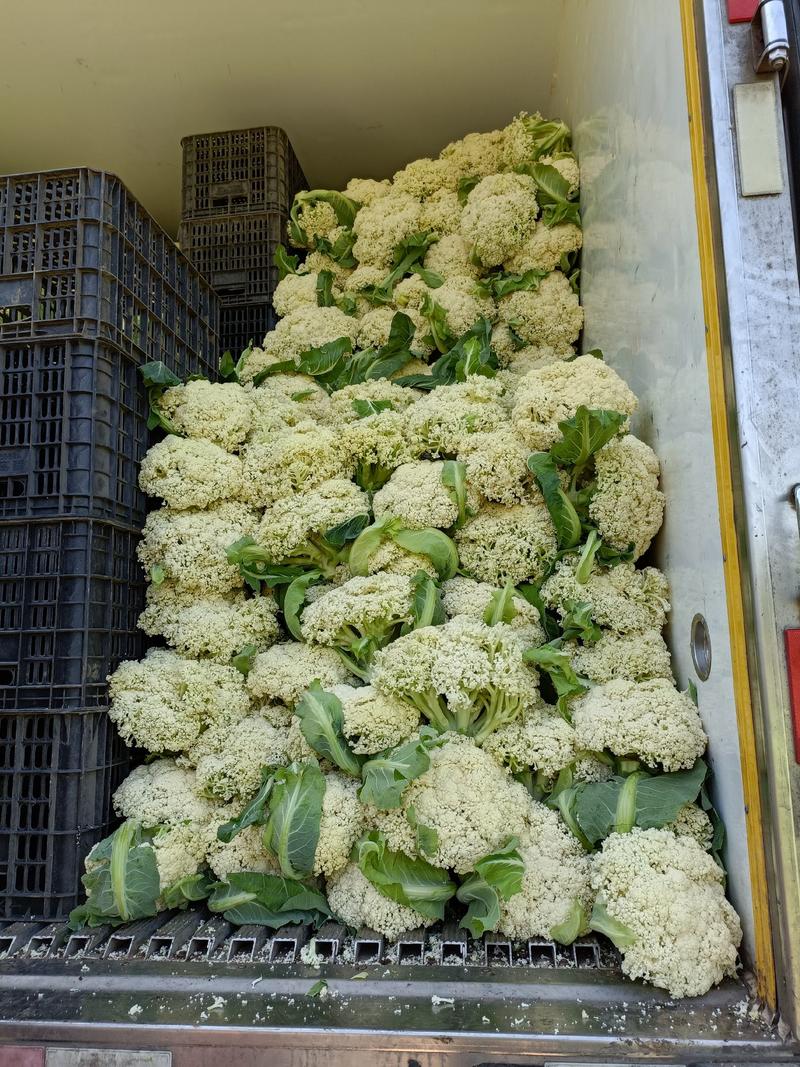 贵州散花，松花，1.5斤左右，没网套。