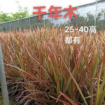 福建漳州五彩千年木大量供应充足现挖新鲜地被袋苗