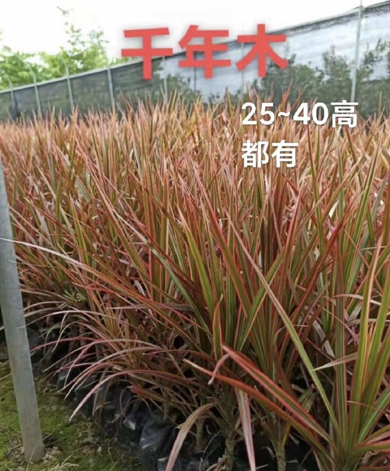 福建漳州五彩千年木大量供应充足现挖新鲜地被袋苗