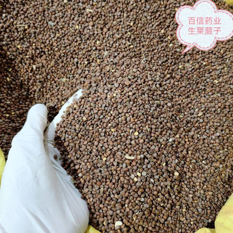 生莱菔子产地采购一手货源物美价廉重在品质颜色好