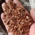 你了解红油香椿种子现在价格香椿芽有哪些营养价值吗