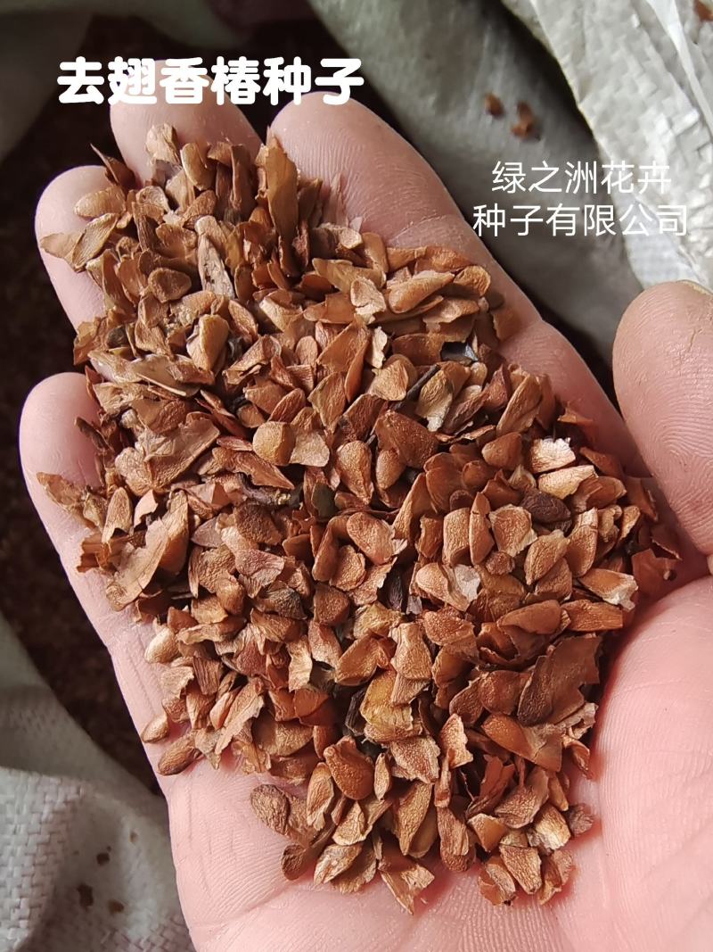 你了解红油香椿种子现在价格香椿芽有哪些营养价值吗