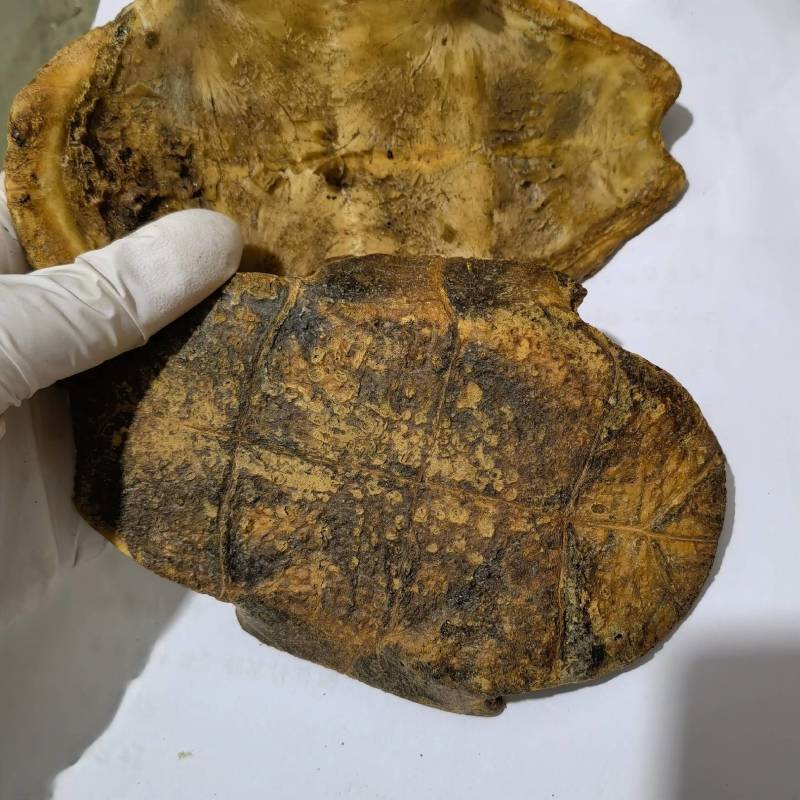 醋炙龟板物美价廉货源充足欢迎选购当天发货颜色好