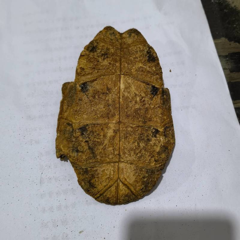 醋炙龟板物美价廉货源充足欢迎选购当天发货颜色好