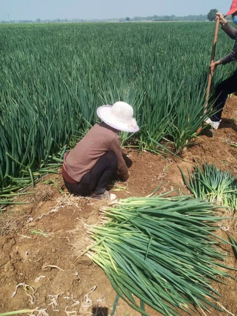 小葱大量供应