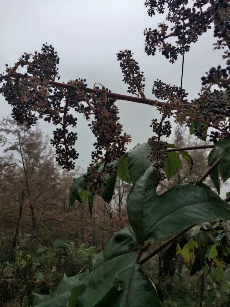 通草苗【批发价】通草苗量大质优基地直发品质保障欢迎