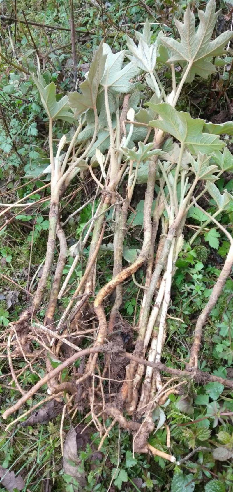 通草苗【批发价】通草苗量大质优基地直发品质保障欢迎