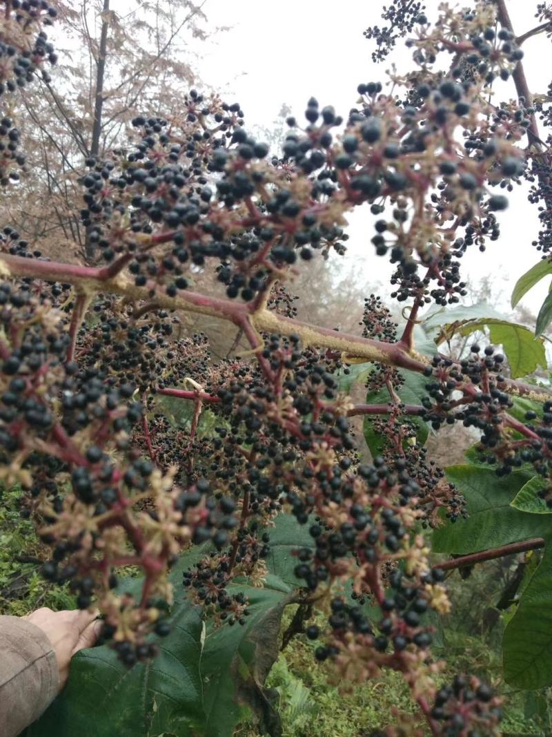 通草苗【批发价】通草苗量大质优基地直发品质保障欢迎
