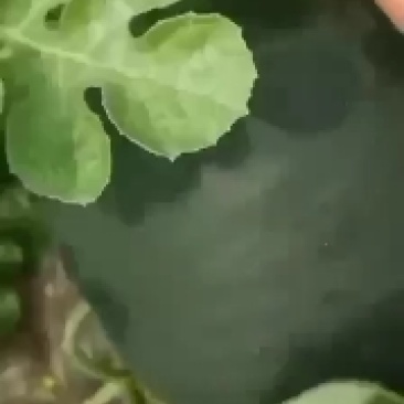 陕西黑无籽