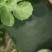 陕西黑无籽