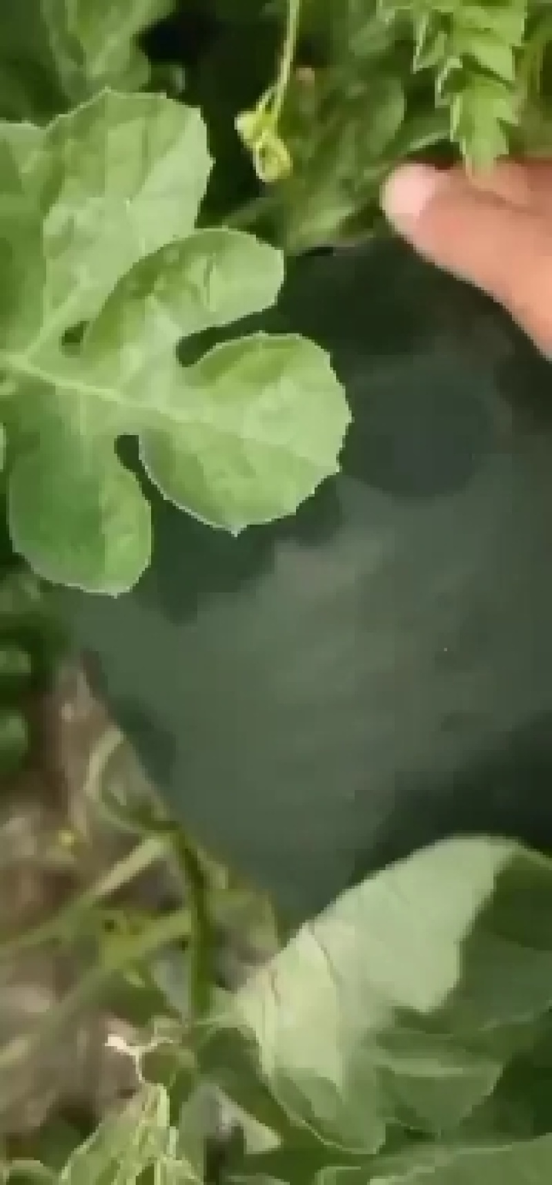 陕西黑无籽
