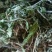 野生蒲公英野生手工采摘蒲公英带根药食两用可批发零售
