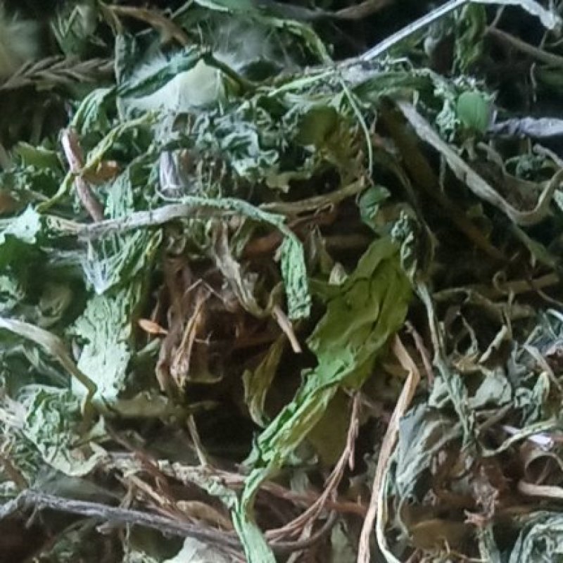 野生蒲公英野生手工采摘蒲公英带根药食两用可批发零售