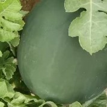 陕西花无籽西瓜