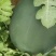 陕西花无籽西瓜