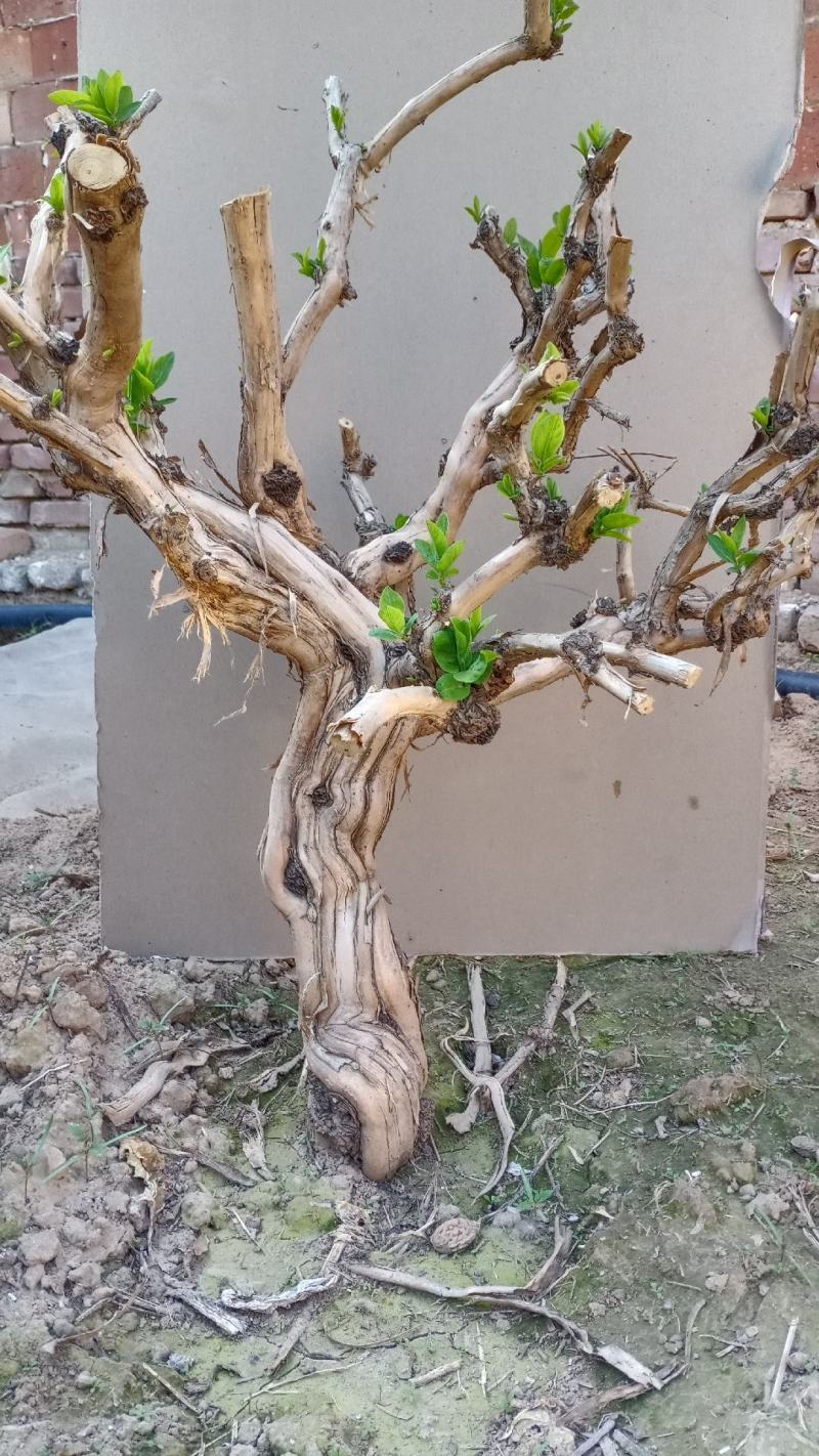 四季金银花盆景老桩，可盆栽地栽的老桩，花期长