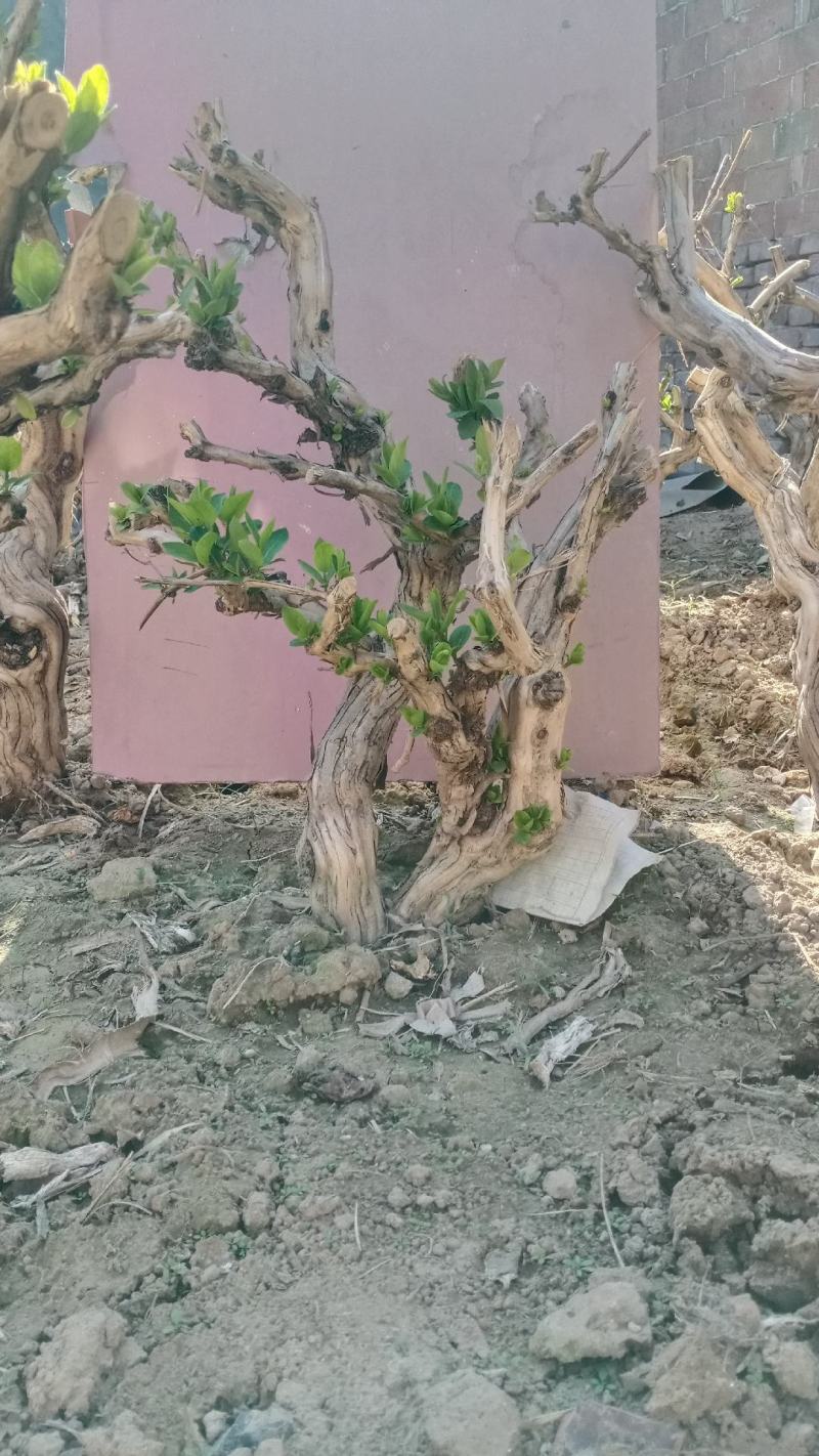 四季金银花盆景老桩，可盆栽地栽的老桩，花期长