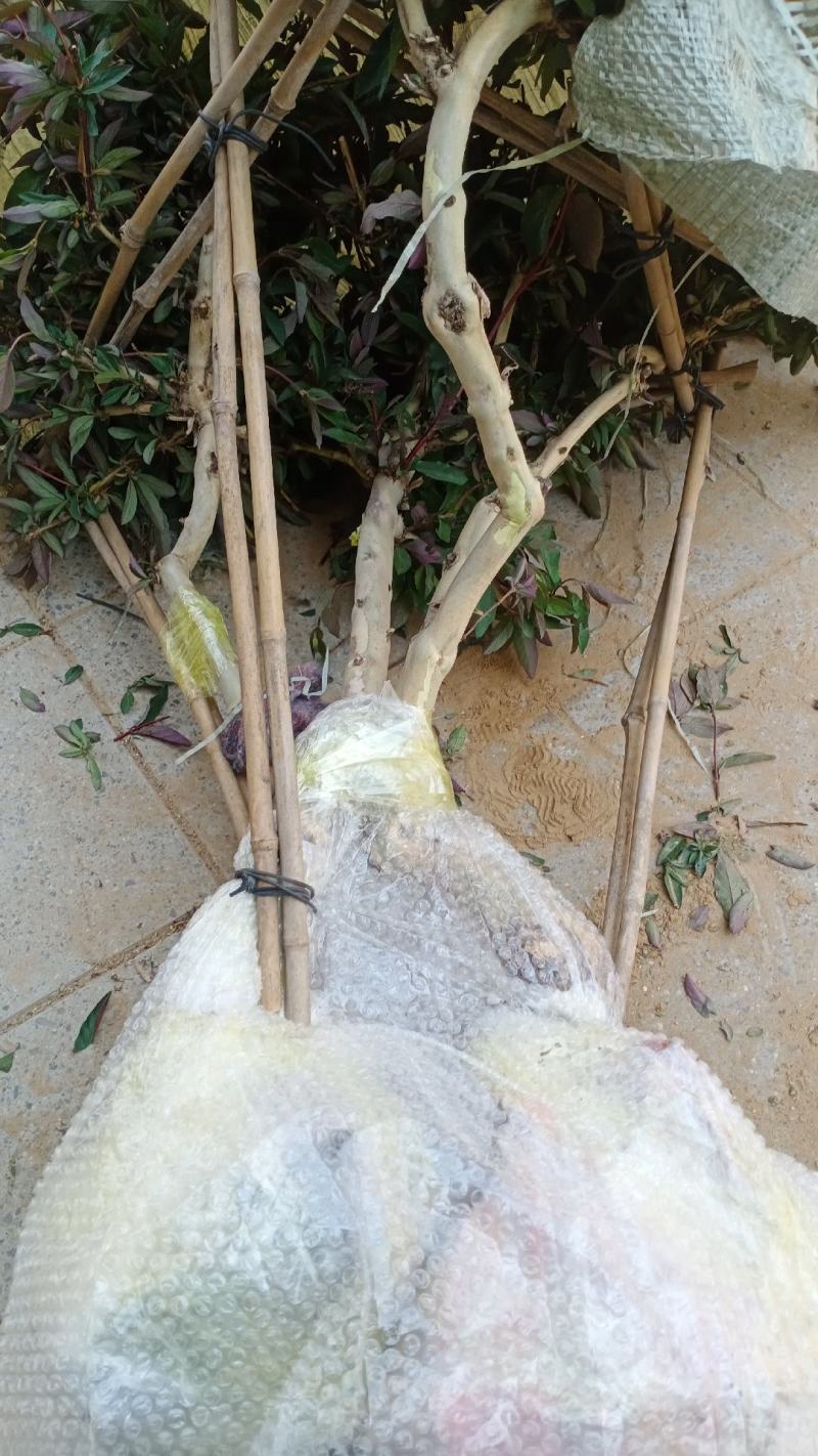 四季金银花盆景老桩，可盆栽地栽的老桩，花期长