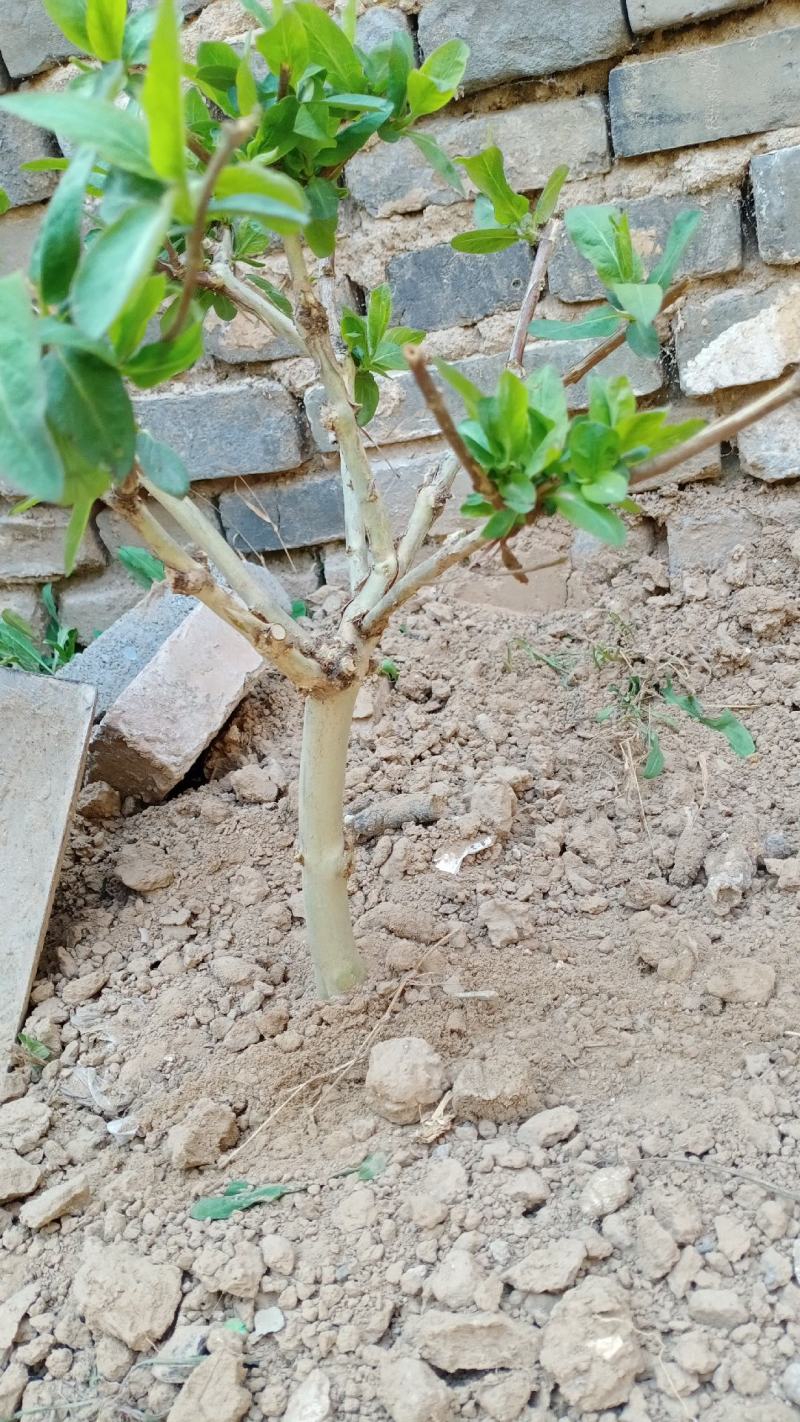 四季金银花盆景老桩，可盆栽地栽的老桩，花期长