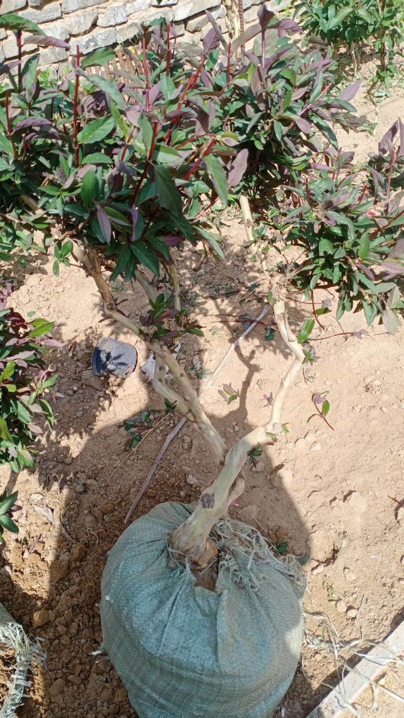 四季金银花盆景老桩，可盆栽地栽的老桩，花期长