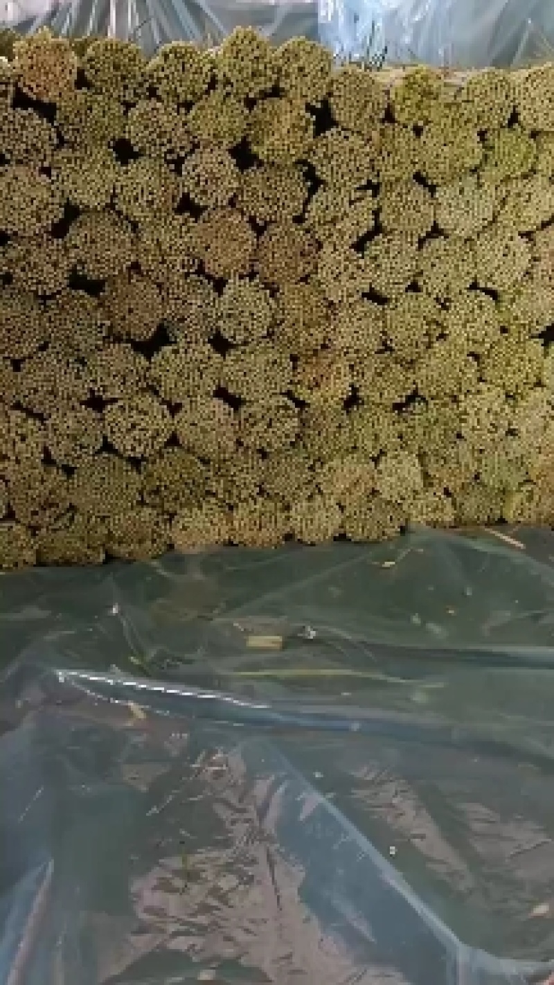 邳州精品小红帽蒜苔苔绿无瘢痕适合每个市场