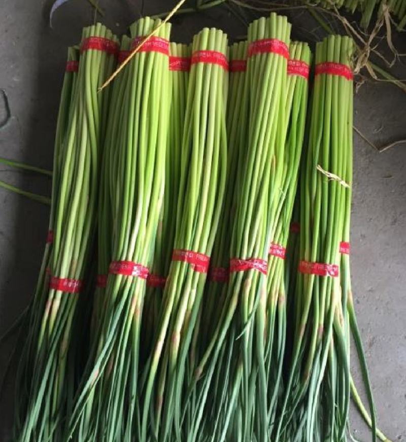 邳州精品小红帽蒜苔苔绿无瘢痕适合每个市场