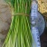 邳州精品小红帽蒜苔苔绿无瘢痕适合每个市场