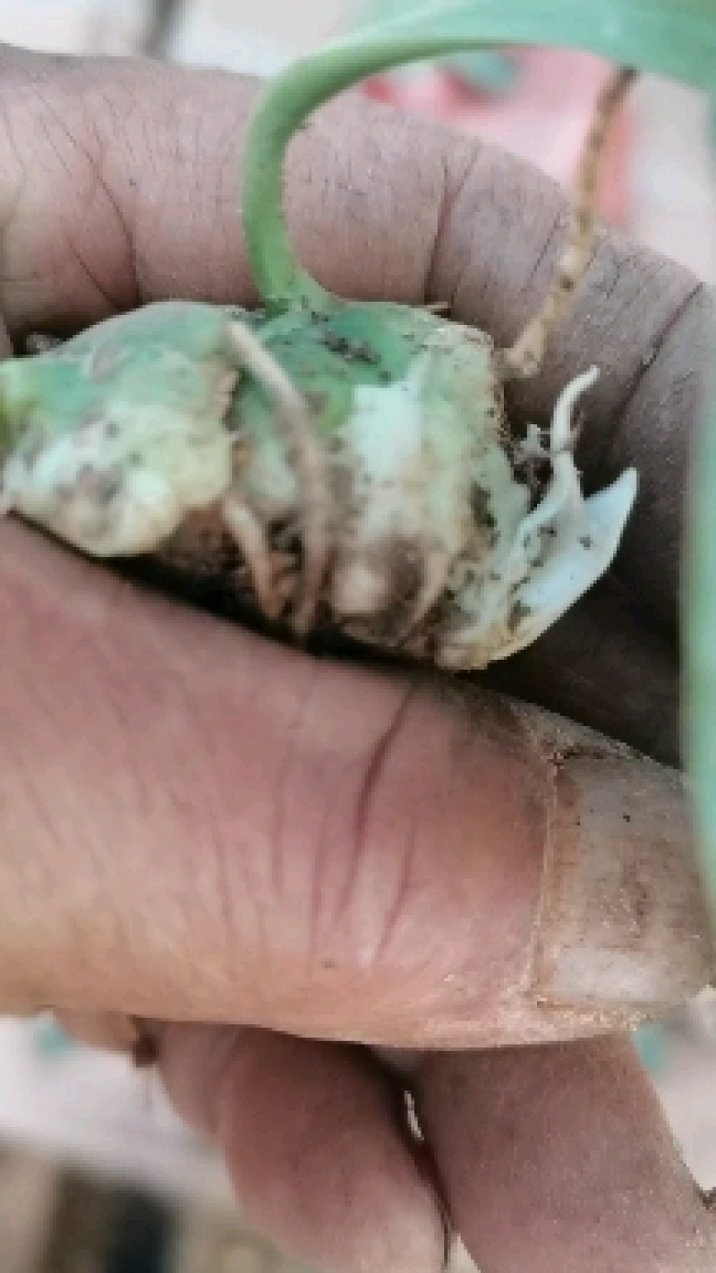不倒苗黄精，滇黄精。黄精种子，黄精种苗，包教技术提供回收